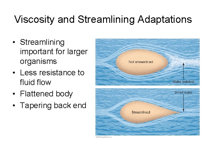 Viscosity and Streamlining Adaptations • Streamlining important for larger organisms • Less resistance to Viscosity and Streamlining Adaptations • Streamlining important for larger organisms • Less resistance to