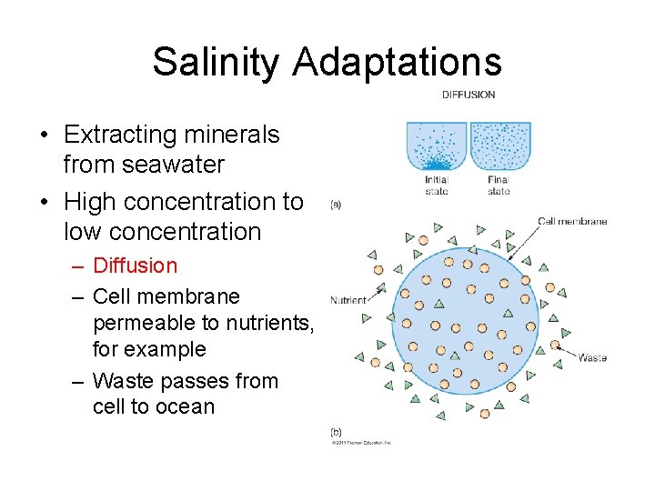 Salinity Adaptations • Extracting minerals from seawater • High concentration to low concentration – Salinity Adaptations • Extracting minerals from seawater • High concentration to low concentration –