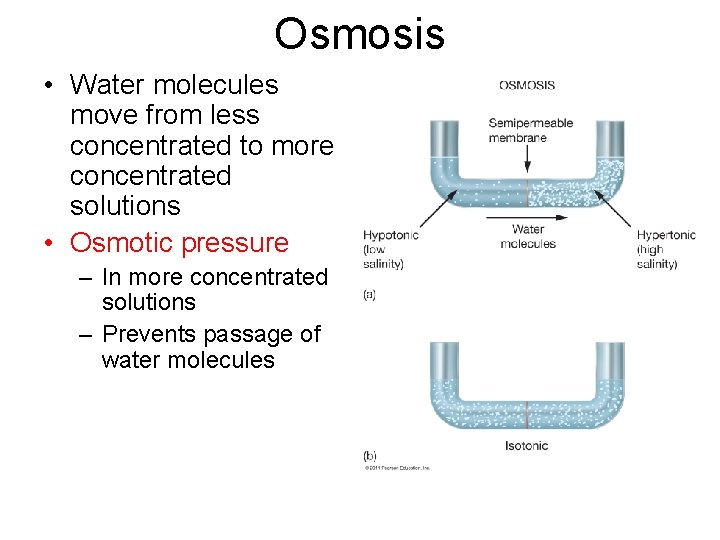 Osmosis • Water molecules move from less concentrated to more concentrated solutions • Osmotic Osmosis • Water molecules move from less concentrated to more concentrated solutions • Osmotic