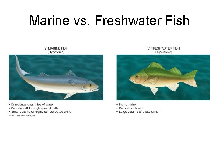 Marine vs. Freshwater Fish Marine vs. Freshwater Fish
