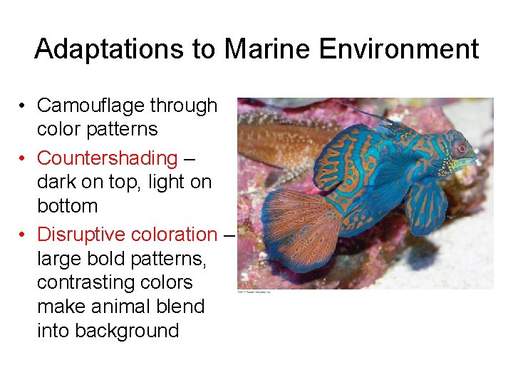 Adaptations to Marine Environment • Camouflage through color patterns • Countershading – dark on Adaptations to Marine Environment • Camouflage through color patterns • Countershading – dark on