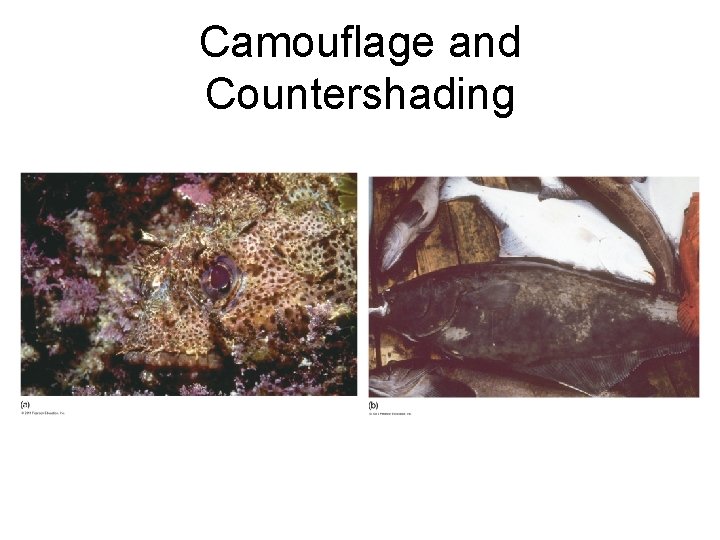 Camouflage and Countershading Camouflage and Countershading