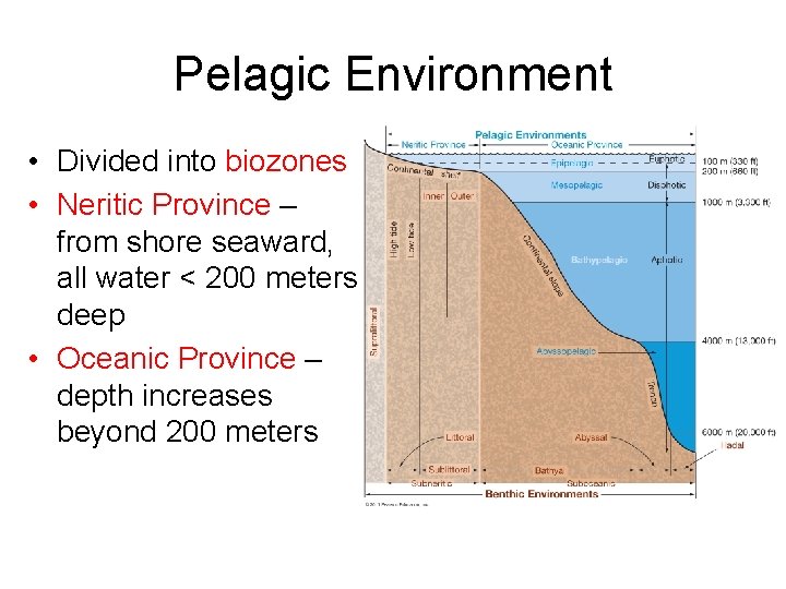 Pelagic Environment • Divided into biozones • Neritic Province – from shore seaward, all Pelagic Environment • Divided into biozones • Neritic Province – from shore seaward, all
