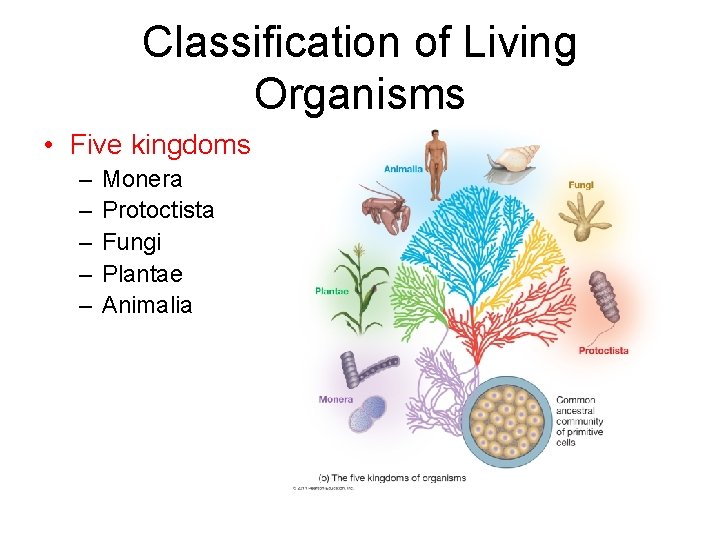 Classification of Living Organisms • Five kingdoms – – – Monera Protoctista Fungi Plantae Classification of Living Organisms • Five kingdoms – – – Monera Protoctista Fungi Plantae