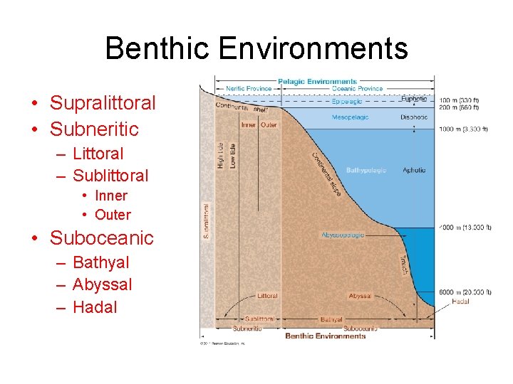 Benthic Environments • Supralittoral • Subneritic – Littoral – Sublittoral • Inner • Outer Benthic Environments • Supralittoral • Subneritic – Littoral – Sublittoral • Inner • Outer