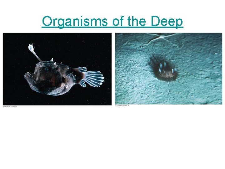 Organisms of the Deep Organisms of the Deep