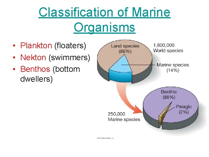 Classification of Marine Organisms • Plankton (floaters) • Nekton (swimmers) • Benthos (bottom dwellers) Classification of Marine Organisms • Plankton (floaters) • Nekton (swimmers) • Benthos (bottom dwellers)
