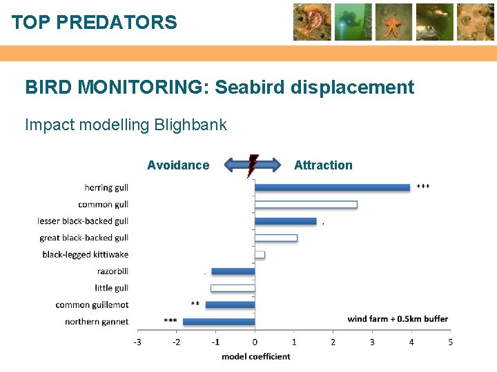 TOP PREDATORS BIRD MONITORING: Seabird displacement Impact modelling Blighbank Avoidance Attraction 
