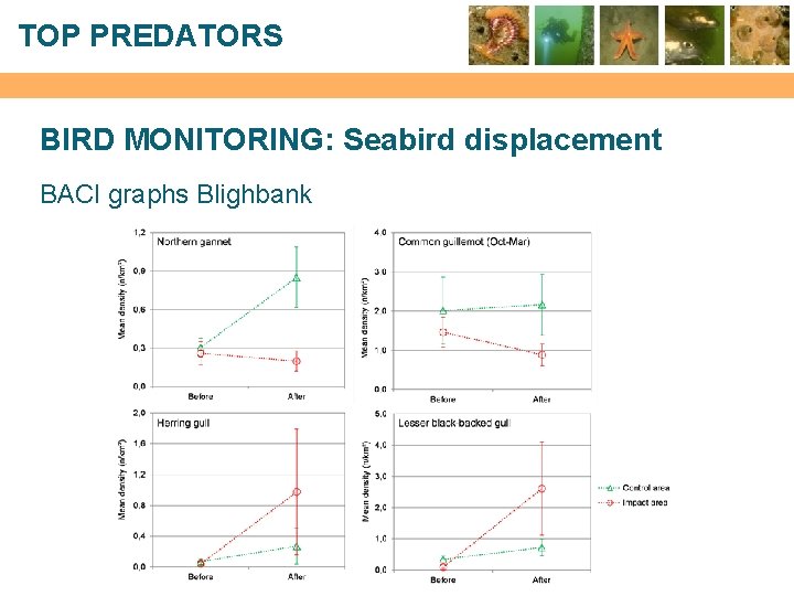 TOP PREDATORS BIRD MONITORING: Seabird displacement BACI graphs Blighbank 