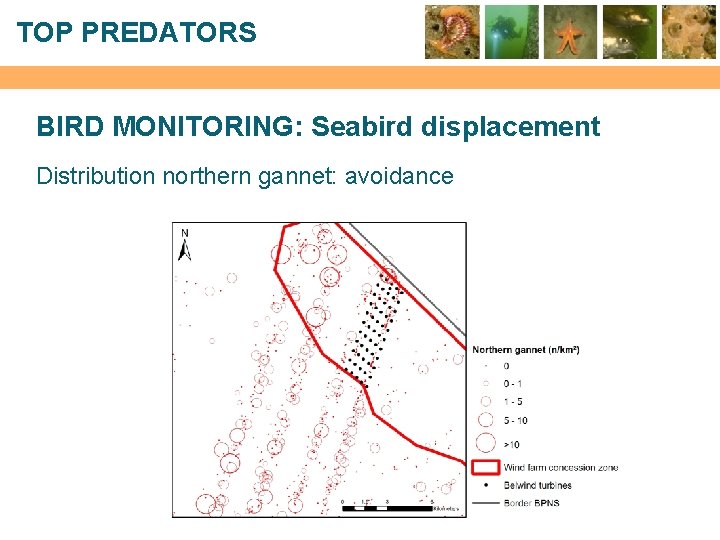 TOP PREDATORS BIRD MONITORING: Seabird displacement Distribution northern gannet: avoidance 