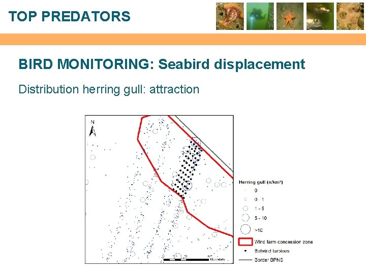 TOP PREDATORS BIRD MONITORING: Seabird displacement Distribution herring gull: attraction 