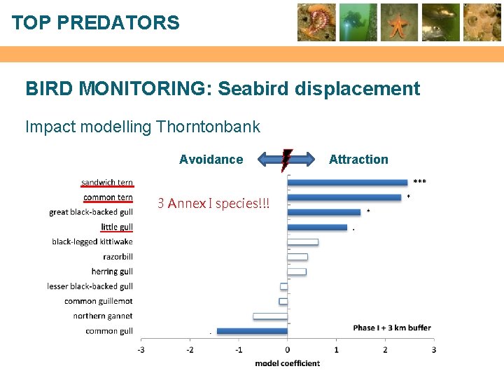 TOP PREDATORS BIRD MONITORING: Seabird displacement Impact modelling Thorntonbank Avoidance 3 Annex I species!!!