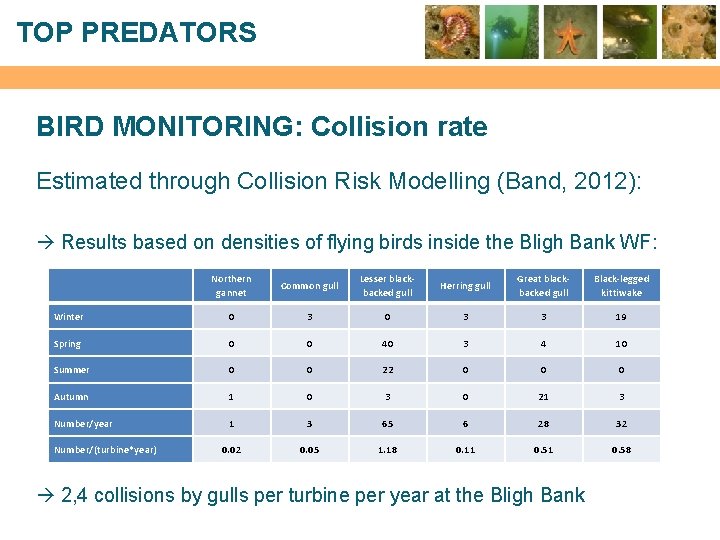 TOP PREDATORS BIRD MONITORING: Collision rate Estimated through Collision Risk Modelling (Band, 2012): Results