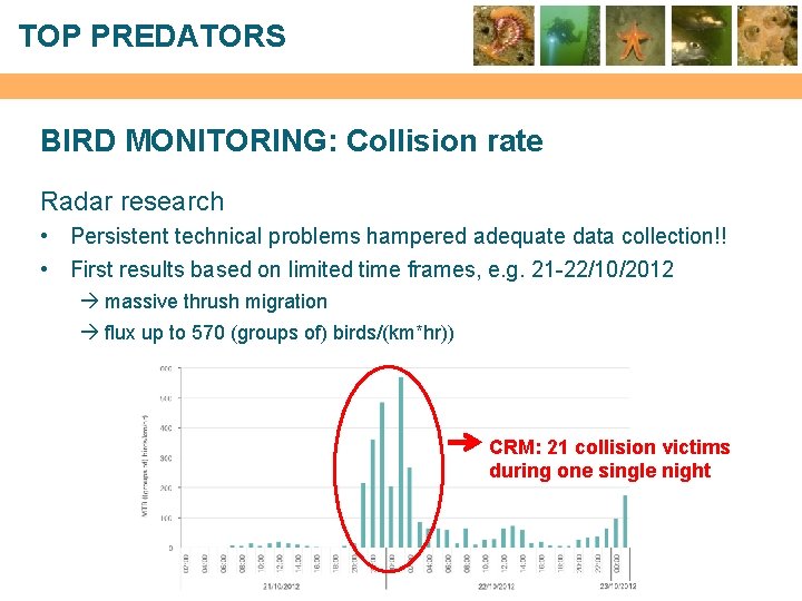 TOP PREDATORS BIRD MONITORING: Collision rate Radar research • Persistent technical problems hampered adequate