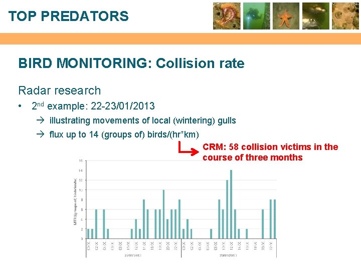 TOP PREDATORS BIRD MONITORING: Collision rate Radar research • 2 nd example: 22 -23/01/2013