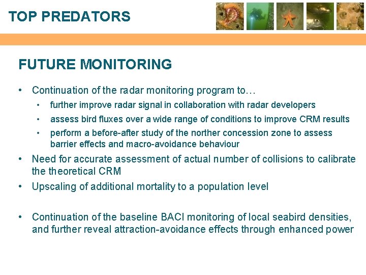 TOP PREDATORS FUTURE MONITORING • Continuation of the radar monitoring program to… • •