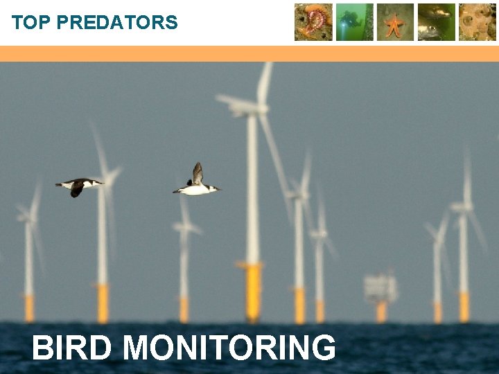 TOP PREDATORS BIRD MONITORING 