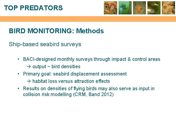 TOP PREDATORS BIRD MONITORING: Methods Ship-based seabird surveys • BACI-designed monthly surveys through impact