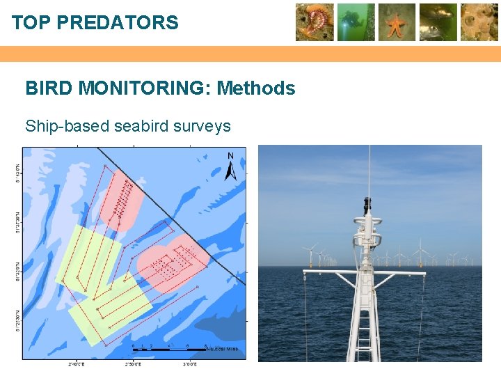 TOP PREDATORS BIRD MONITORING: Methods Ship-based seabird surveys 