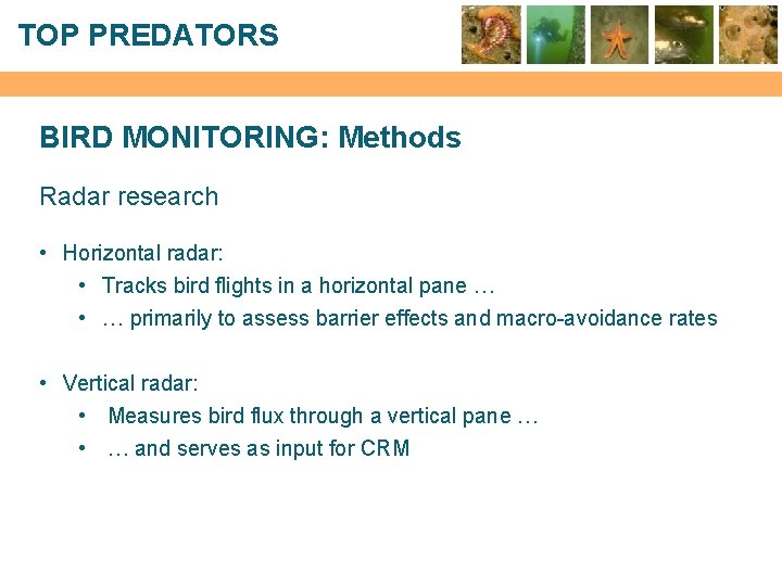 TOP PREDATORS BIRD MONITORING: Methods Radar research • Horizontal radar: • Tracks bird flights