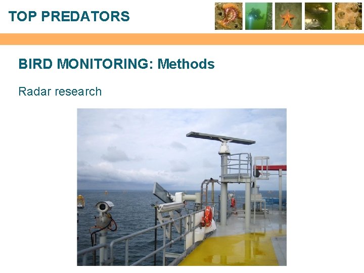 TOP PREDATORS BIRD MONITORING: Methods Radar research 