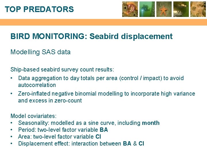 TOP PREDATORS BIRD MONITORING: Seabird displacement Modelling SAS data Ship-based seabird survey count results: