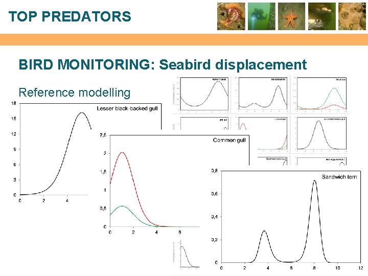 TOP PREDATORS BIRD MONITORING: Seabird displacement Reference modelling 