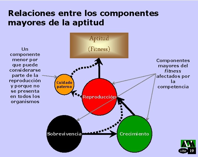 Relaciones entre los componentes mayores de la aptitud Un componente menor por que puede