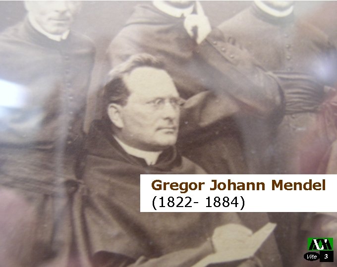 Gregor Johann Mendel (1822 - 1884) Vite 3 
