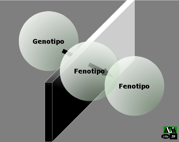Genotipo Fenotipo Vite 39 