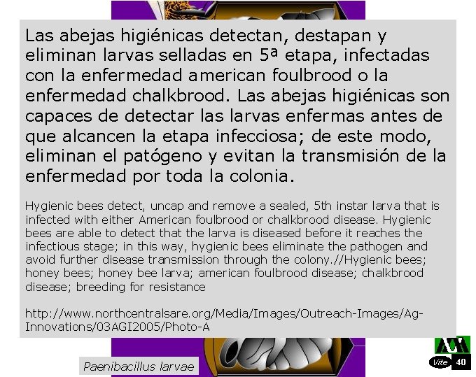 Las abejas higiénicas detectan, destapan y eliminan larvas selladas en 5ª etapa, infectadas con