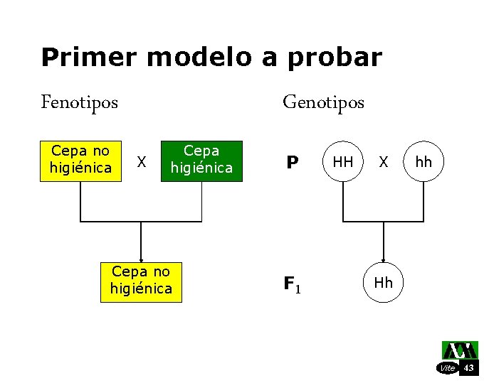 Primer modelo a probar Fenotipos Cepa no higiénica Genotipos X Cepa higiénica Cepa no