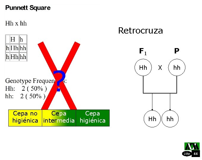 Retrocruza F 1 ? Cepa no no. Cepa higiénica intermedia higiénica P Hh X