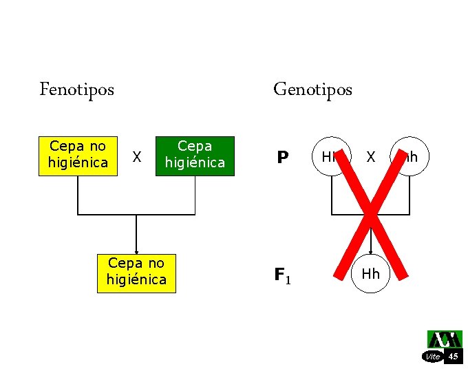 Fenotipos Cepa no higiénica Genotipos X Cepa higiénica Cepa no higiénica P F 1