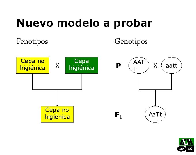 Nuevo modelo a probar Fenotipos Cepa no higiénica Genotipos X Cepa higiénica Cepa no