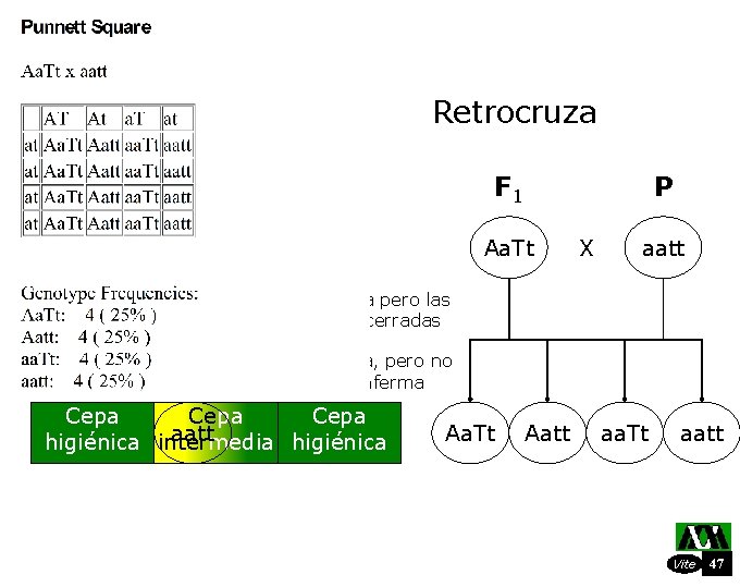 Retrocruza F 1 Cepa no higiénica Aa. Tt P Aa. Tt Cepano intermedia higiénica