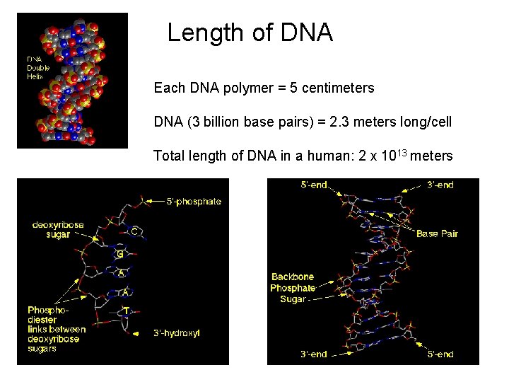 Length of DNA Each DNA polymer = 5 centimeters DNA (3 billion base pairs)