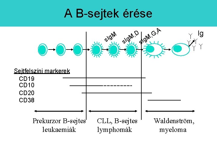 A B-sejtek érése M s. Ig D M, A s. Ig G, , M