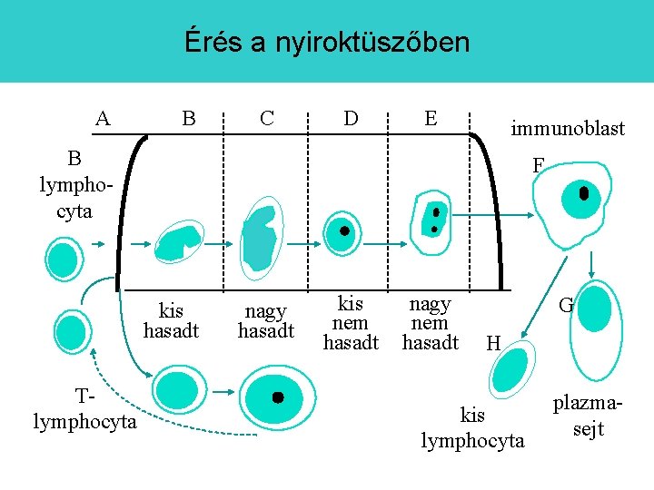 Érés a nyiroktüszőben A B C D E immunoblast B lymphocyta F kis hasadt