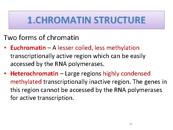 1. CHROMATIN STRUCTURE Two forms of chromatin • Euchromatin – A lesser coiled, less