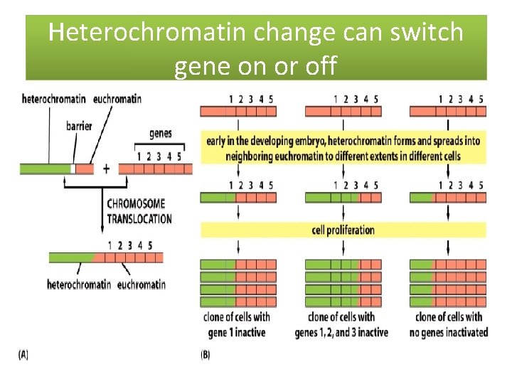 Heterochromatin change can switch gene on or off 