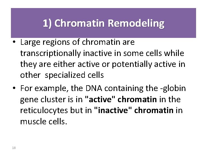 1) Chromatin Remodeling • Large regions of chromatin are transcriptionally inactive in some cells