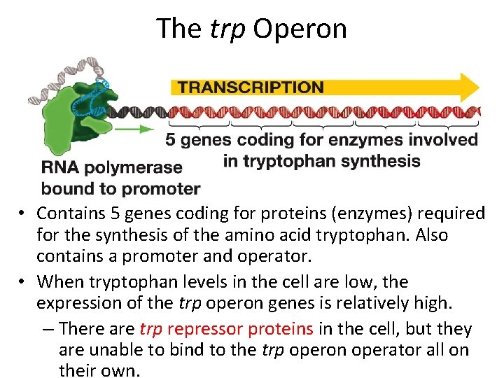 The trp Operon • Contains 5 genes coding for proteins (enzymes) required for the