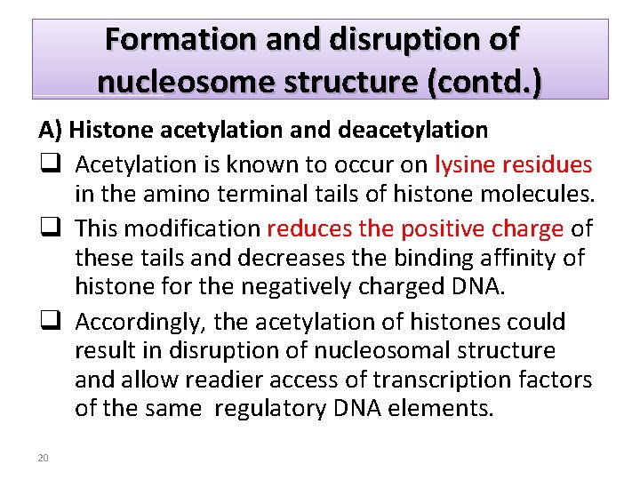 Formation and disruption of nucleosome structure (contd. ) A) Histone acetylation and deacetylation q