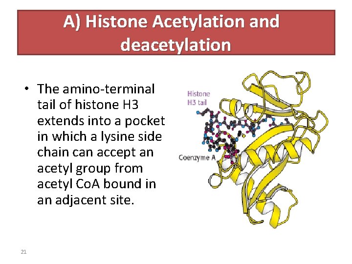 A) Histone Acetylation and deacetylation • The amino-terminal tail of histone H 3 extends