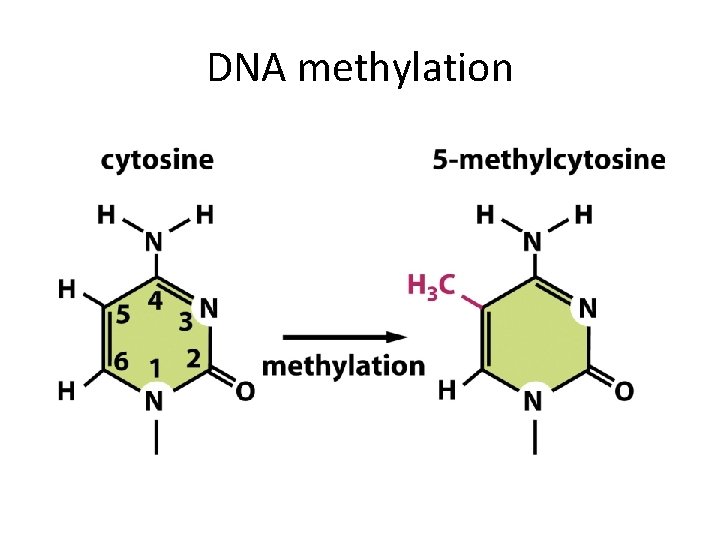 DNA methylation 