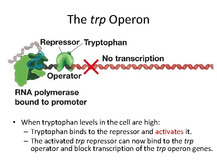 The trp Operon • When tryptophan levels in the cell are high: – Tryptophan