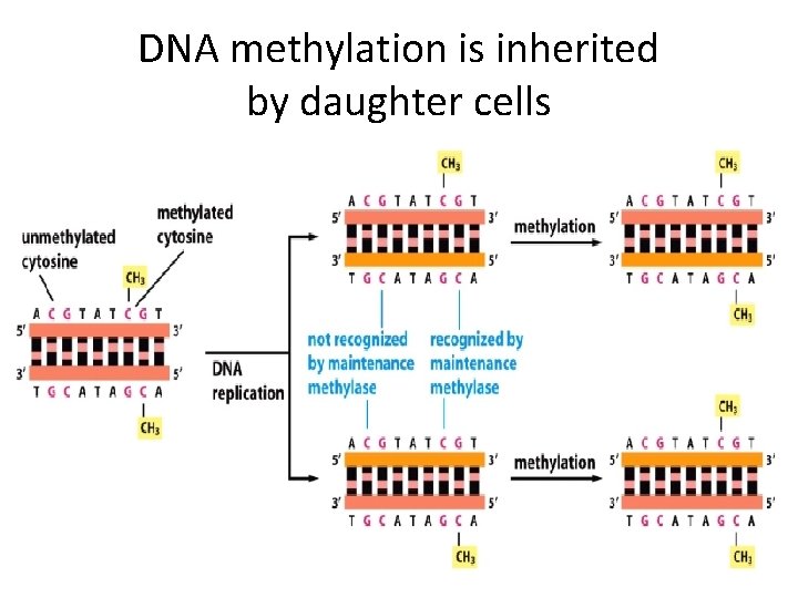 DNA methylation is inherited by daughter cells 