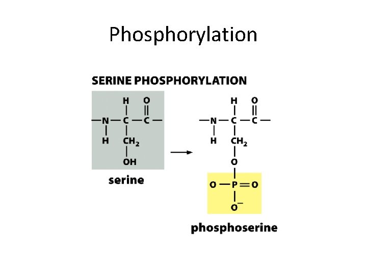 Phosphorylation 