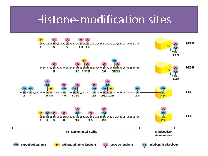 Histone-modification sites 